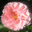 Rose 'Twiggy's Rose': Bild 2/7