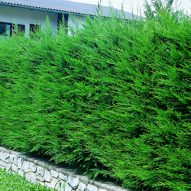 Riesenzypresse Cupressocyparis leylandii