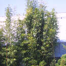 Semiarundinaria fastuosa - Säulenbambus