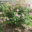 Rose 'Alan Titmarsh': Bild 3/3