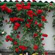 Rose 'Amadeus': Bild 7/10
