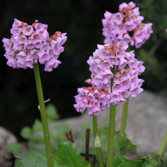 Bergenia cordifolia