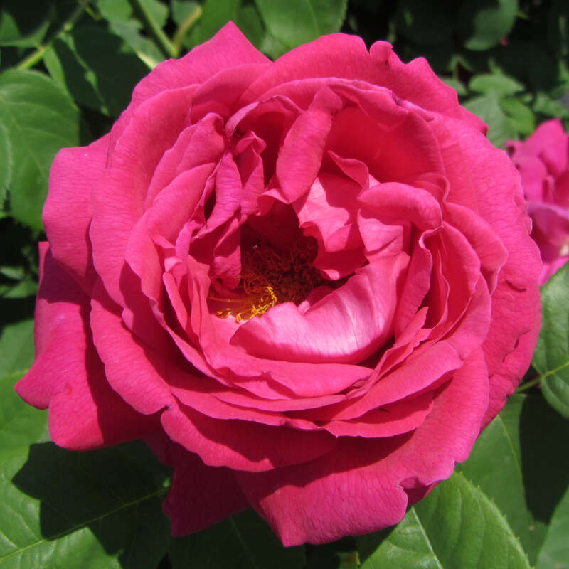 Historische Strauchrose Rose 'Mme Ferdinand Jamin' rot