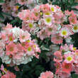 Rose 'Oleanderrose': Bild 4/7