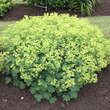 Alchemilla mollis: Bild 2/10