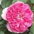 Rose 'Allegro': Bild 3/3