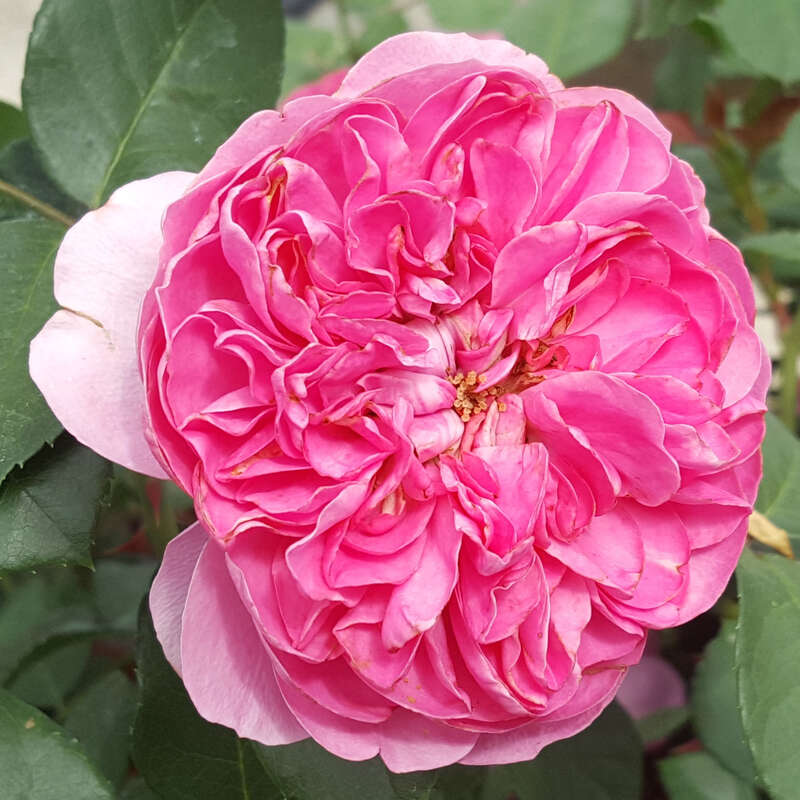 Moderne Kletterrose - Rose 'Allegro' - rosa