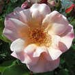 Rose 'Meg': Bild 2/3