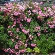 Rose 'Heidekönigin': Bild 7/7