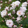 Rose 'Blush Noisette' (chin.x mos.): Bild 3/9