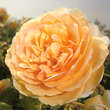 Rose 'Crown Princess Margareta': Bild 6/6