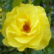 Rose 'Friesia': Bild 4/10