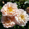 Rose 'Twiggy's Rose': Bild 5/7