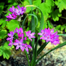 Allium oreophilum - Rosenlauch