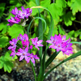 Allium oreophilum - Rosenlauch