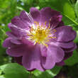 Rose 'Veilchenblau' (multiflora): Bild 4/11
