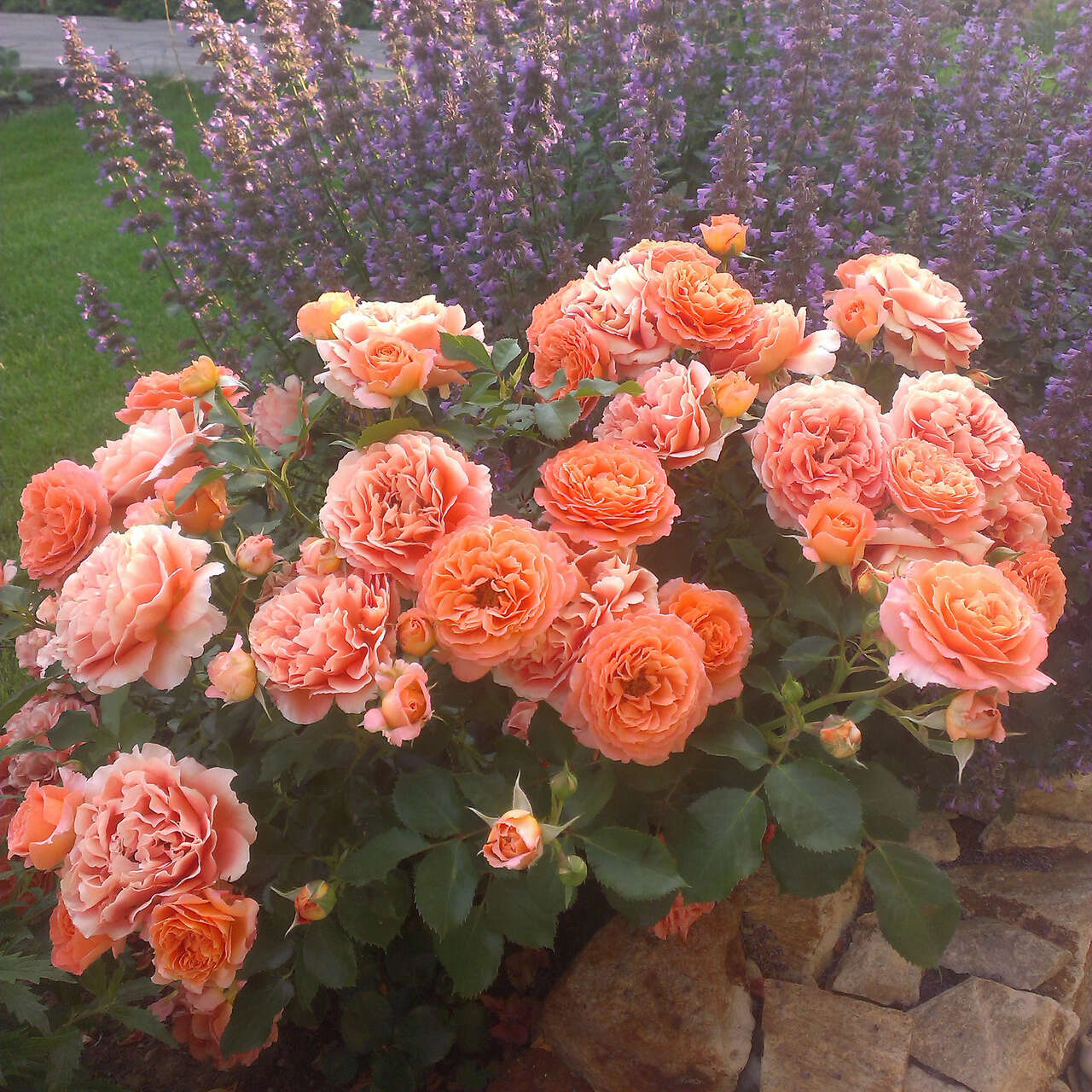 Beetrose - Rose 'Florianirose' - orange