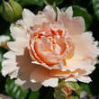 Rose 'Twiggy's Rose': Bild 6/7