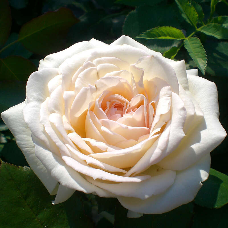 Moderne Kletterrose Rose Palais Royal Weiss