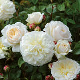 Rose 'Tranquility' - Englische Strauchrose