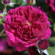 Rose 'Tradescant': Bild 3/5