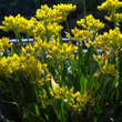 Allium flavum: Bild 2/3