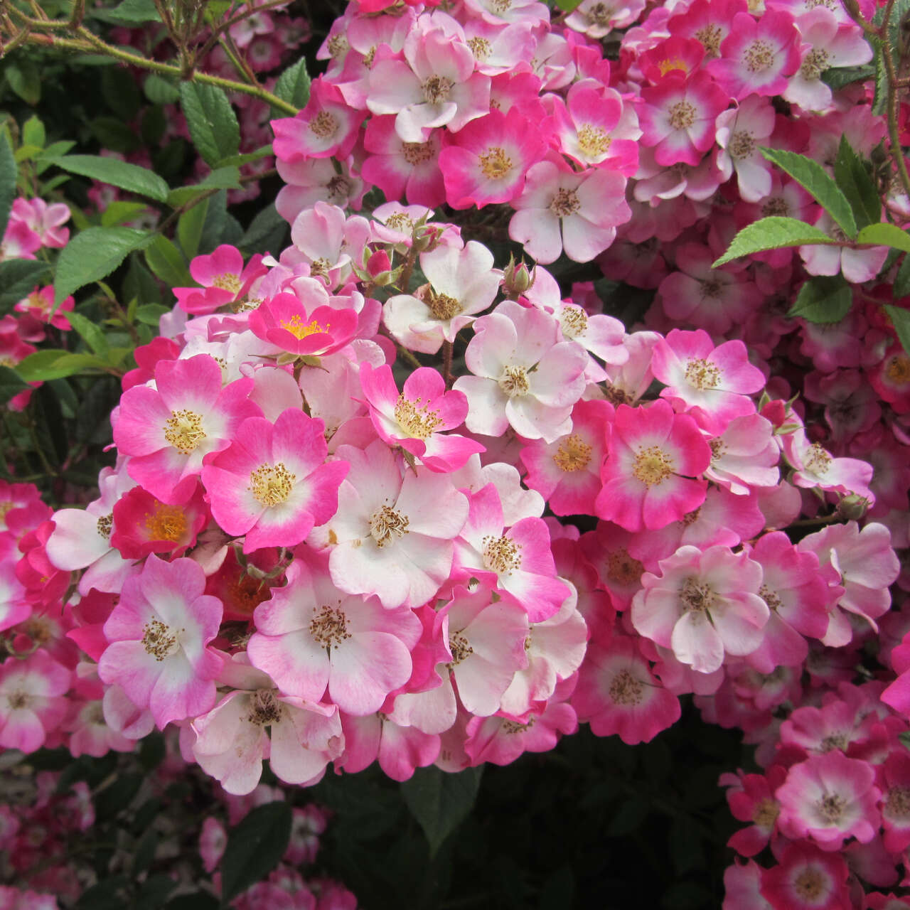 Historische Strauchrose Rose 'Mozart' (moschata) mehrfärbig