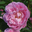 Rose 'Bourbon Queen' (bourboniana): Bild 2/5