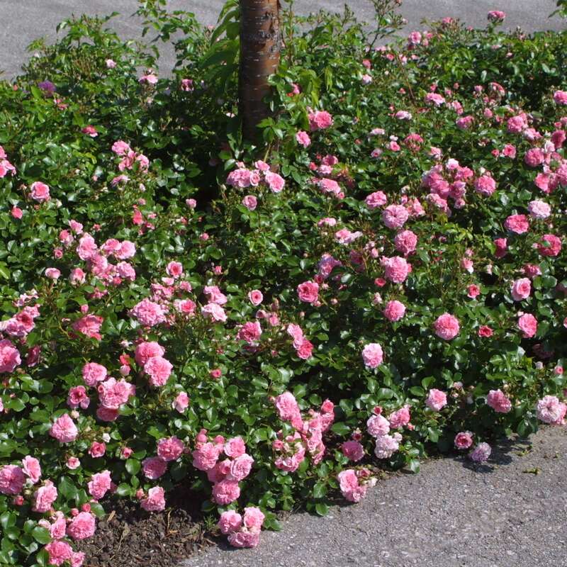 Bodendeckerrose Rose 'Pink Swany' rosa