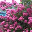 Rose 'Maria Liesa' (multiflora): Bild 6/7