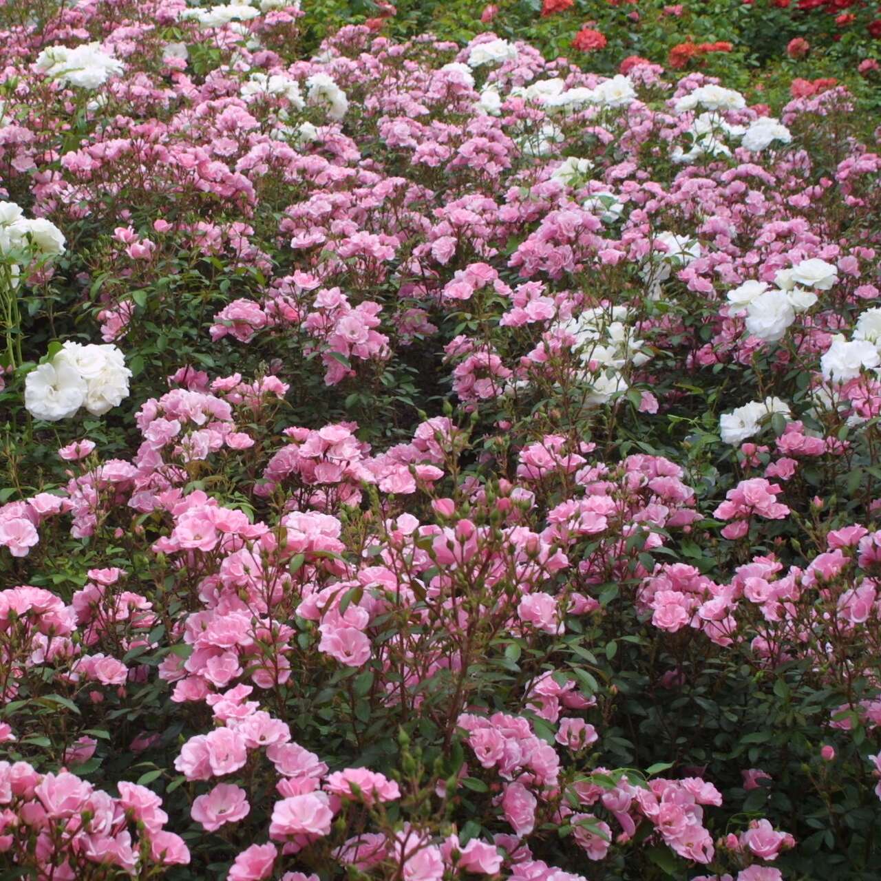 Beetrose Rose 'Schöne Dortmunderin' rosa