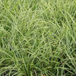 Carex morrowii 'Ice Dance': Bild 3/5
