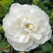 Rose 'Sanders White Rambler': Bild 3/8
