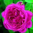 Rose 'Leopold Ritter' (multiflora): Bild 2/3