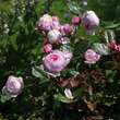 Rose 'Geoff Hamilton': Bild 7/7