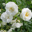 Rose 'Sanders White Rambler': Bild 2/8