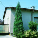 Chamaecyparis lawsoniana 'Columnaris' - Blaue Säulenzypresse