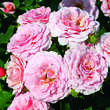 Rose 'Charming Rose': Bild 2/4