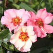Rose 'Alissar, Princess of Phoenicia': Bild 7/7