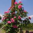 Rose 'Gertrude Jekyll': Bild 4/8