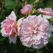 Rose 'Felicia' (moschata): Bild 2/4