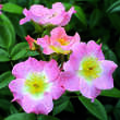 Rose 'Oleanderrose': Bild 2/7