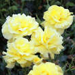 Rose 'Friesia': Bild 6/10