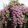 Rose 'Veilchenblau' (multiflora): Bild 11/11