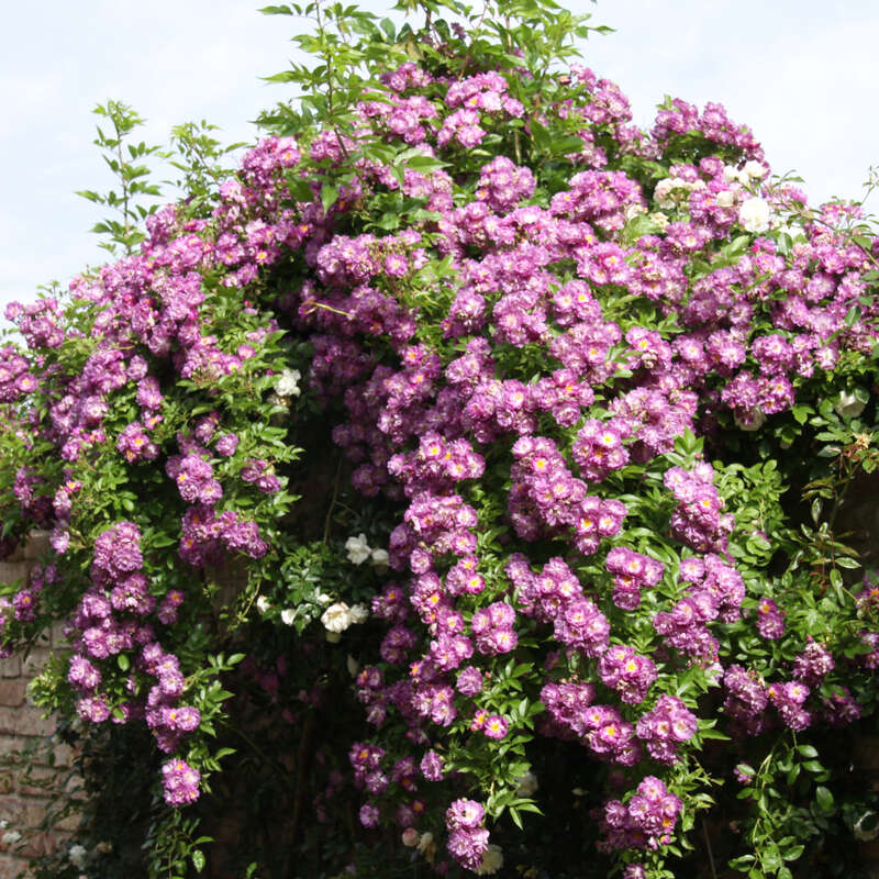 Ramblerrose Rose Veilchenblau Blau