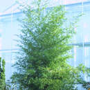Phyllostachys nigra - Schwarzer Bambus