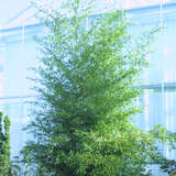 Phyllostachys nigra - Schwarzer Bambus