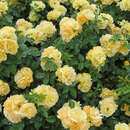 Rose 'Hansestadt Rostock' - Beetrose