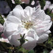 Rose 'Narrow Water': Bild 3/3