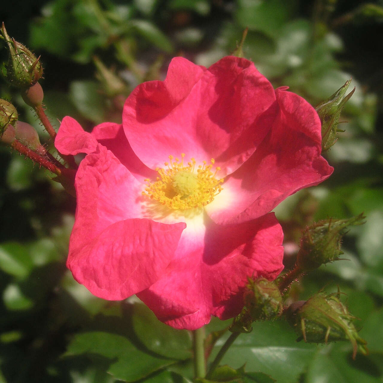 Moderne Strauchrose Rose 'AC William Booth' rot
